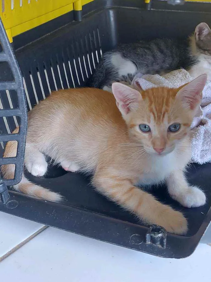 Gato raça Sem raça definida  idade 2 a 6 meses nome Zeus