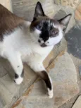Cat Manchinha