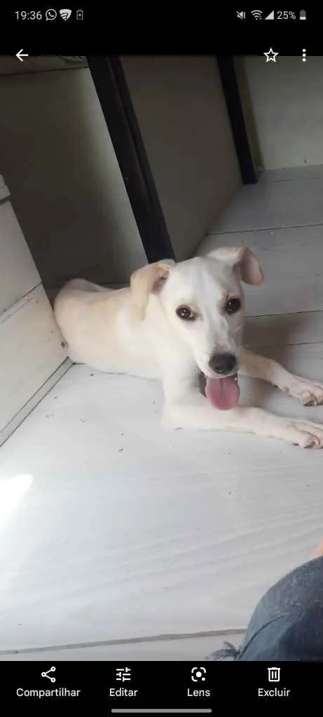 Cachorro ra a Eu não sei dizer a raça dele  idade 1 ano nome Marley