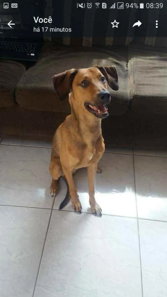 Cachorro raça Indefinido idade 1 ano nome Tobi