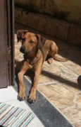 Tobi