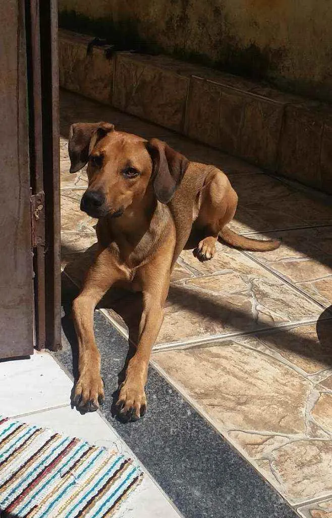 Cachorro raça Indefinido idade 1 ano nome Tobi