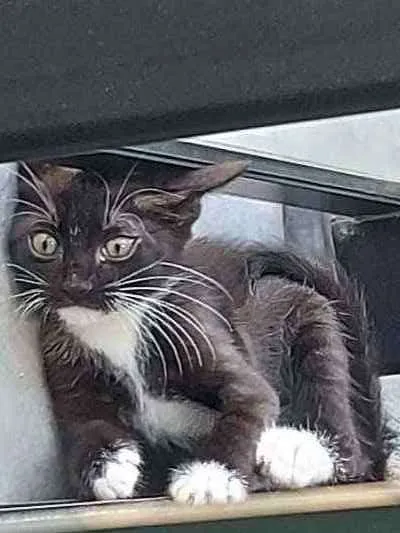 Gato raça Sem raça definida  idade 2 a 6 meses nome Meg - CASTRADA