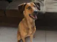 Tobi
