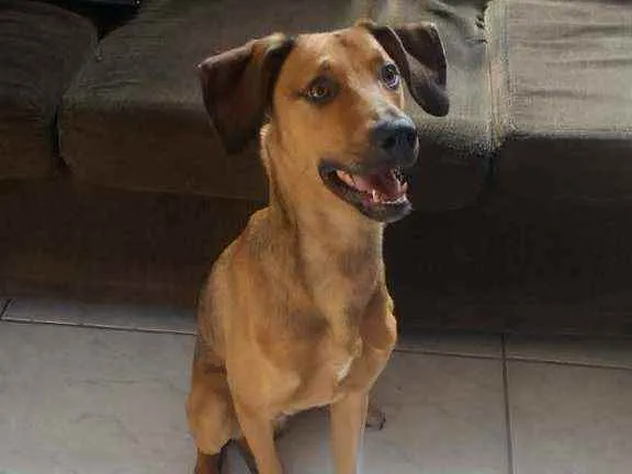 Cachorro raça Indefinido idade 1 ano nome Tobi