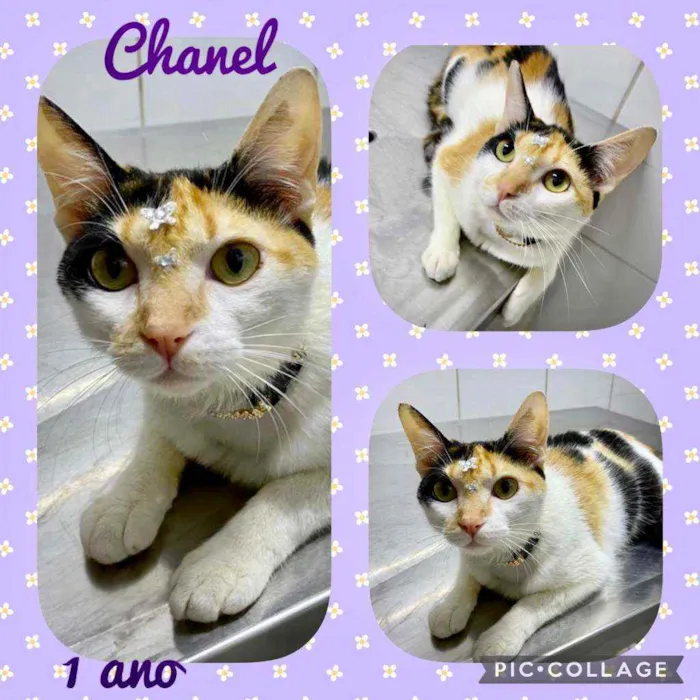 Gato raça  idade 1 ano nome Chanel 