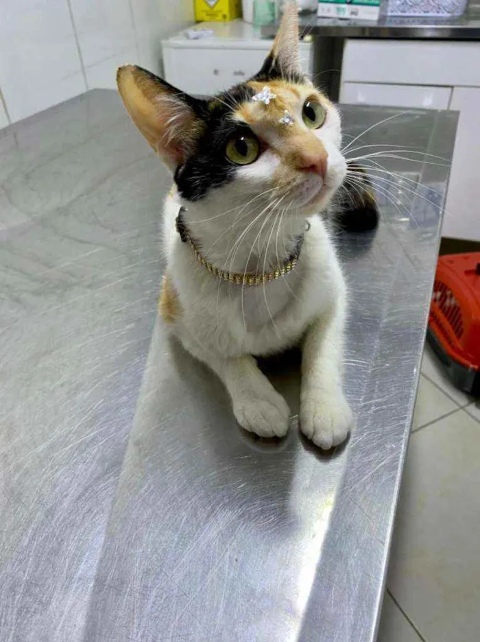 Gato raça  idade 1 ano nome Chanel 