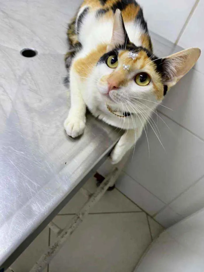 Gato raça  idade 1 ano nome Chanel 