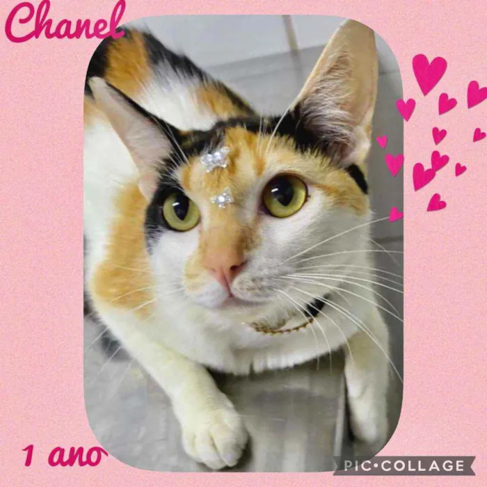 Gato raça  idade 1 ano nome Chanel 
