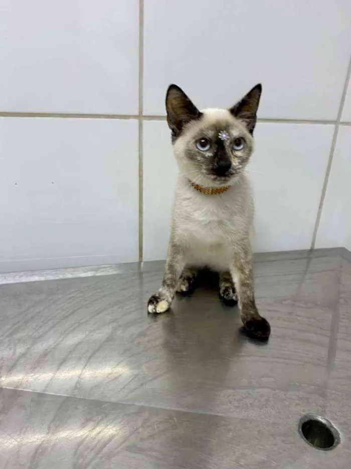 Gato raça SRD  idade 2 a 6 meses nome Cacau 