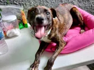 Cachorro raça Pinscher com srd  idade 7 a 11 meses nome Molly bb 9 meses