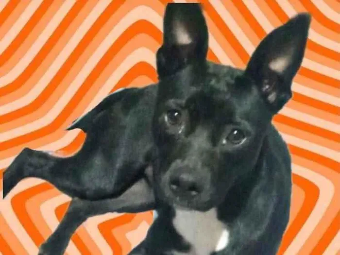 Cachorro raça Srd idade 7 a 11 meses nome Alina bb9meses 