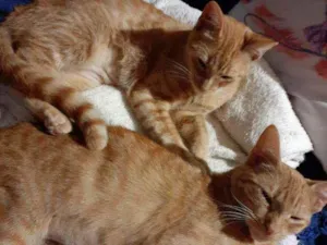 Gato raça Srd idade 7 a 11 meses nome Clara e Bela 