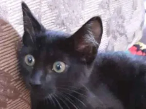 Gato raça Srd idade 2 a 6 meses nome Pantera