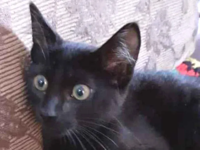Gato ra a Srd idade 2 a 6 meses nome Pantera