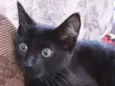 Pantera