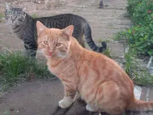 Gato raça Srd idade  nome Ruivo 