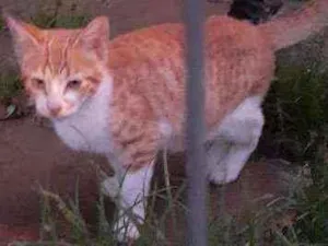 Gato raça Srd idade 2 a 6 meses nome Vitório 