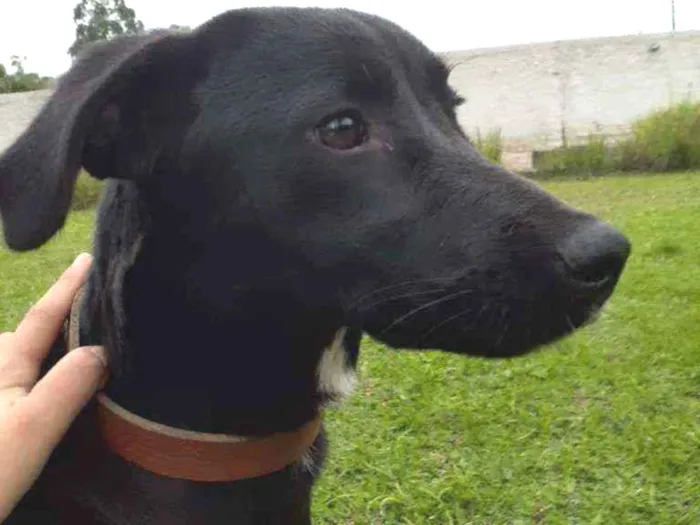 Cachorro ra a Sem raça definida idade 7 a 11 meses nome Leia