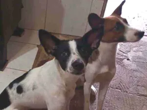 Cachorro raça Vira lata idade 7 a 11 meses nome Amora e Juliete 