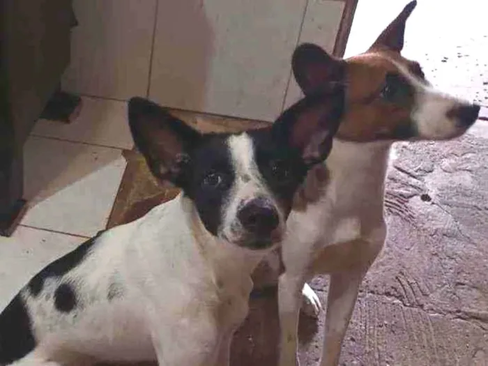 Cachorro ra a Vira lata idade 7 a 11 meses nome Amora e Juliete 