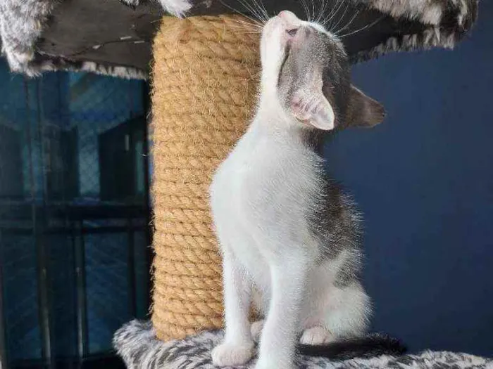 Gato raça Sem raça definida  idade 2 a 6 meses nome Milla - CASTRADA