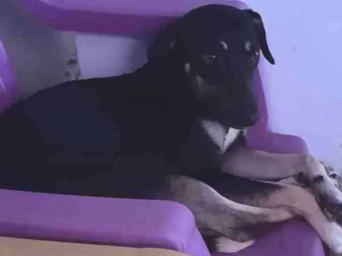 Cachorro ra a Vira lata idade 2 anos nome Valkiria