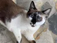 Cat Manchinha