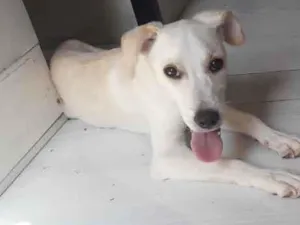 Cachorro raça Eu não sei dizer a raça dele  idade 1 ano nome Marley