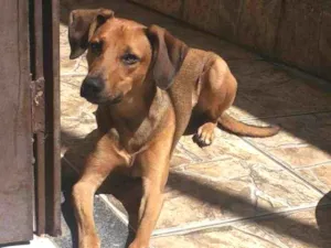 Cachorro raça Indefinido idade 1 ano nome Tobi