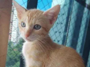 Gato raça Sem raça definida  idade 2 a 6 meses nome Zeus