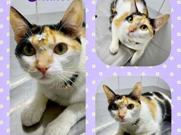 Gato raça  idade 1 ano nome Chanel 