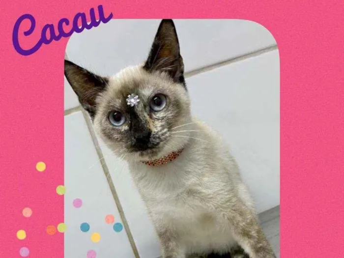 Gato raça SRD  idade 2 a 6 meses nome Cacau 
