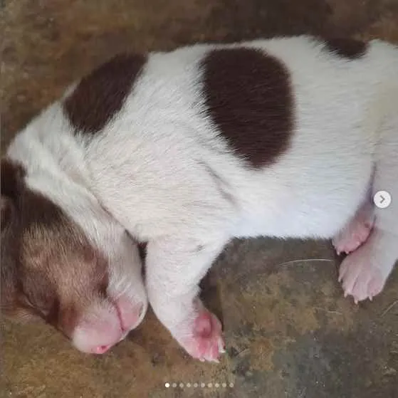 Cachorro raça sem raça definida idade Abaixo de 2 meses nome A escolher