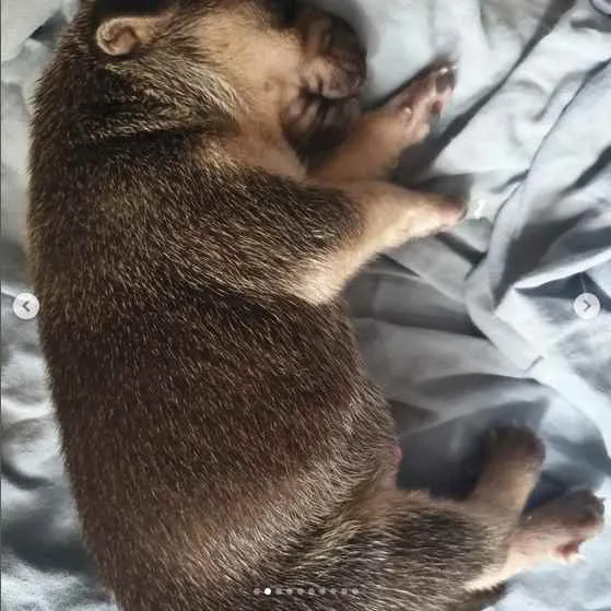 Cachorro raça sem raça definida idade Abaixo de 2 meses nome A escolher