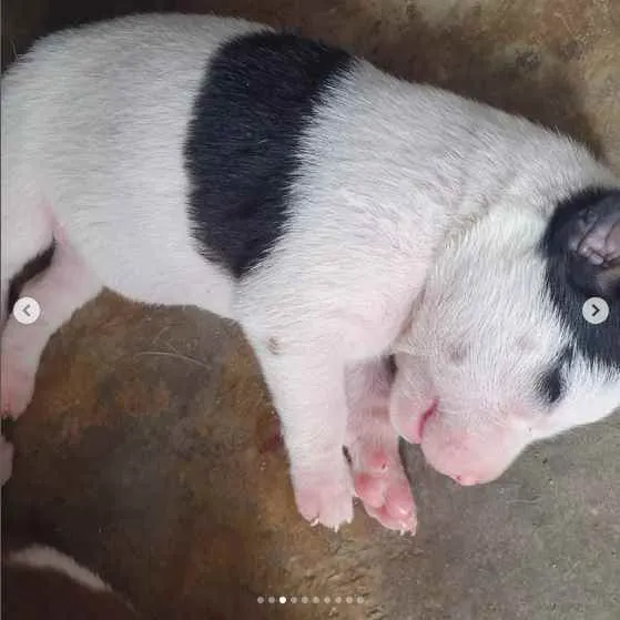 Cachorro raça sem raça definida idade Abaixo de 2 meses nome A escolher