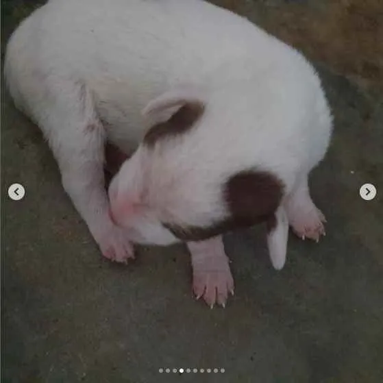 Cachorro raça sem raça definida idade Abaixo de 2 meses nome A escolher