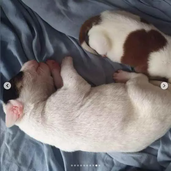 Cachorro raça sem raça definida idade Abaixo de 2 meses nome A escolher