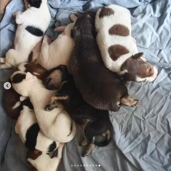 Cachorro raça sem raça definida idade Abaixo de 2 meses nome A escolher