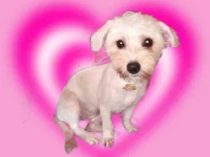 Cachorro raça Yorkshire mix Poodle  idade 7 a 11 meses nome Bia York mix Poodle 