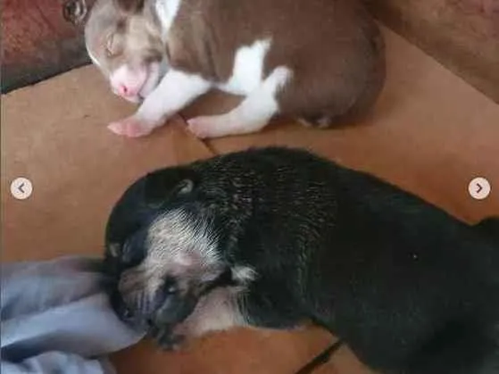 Cachorro raça sem raça definida idade Abaixo de 2 meses nome A escolher