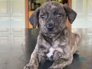 Cachorro raça SRD idade Abaixo de 2 meses nome Eva