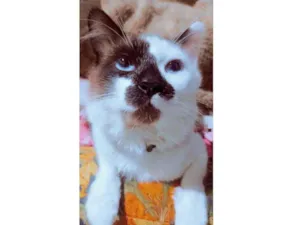 Gato raça SRD idade 1 ano nome Pierre 