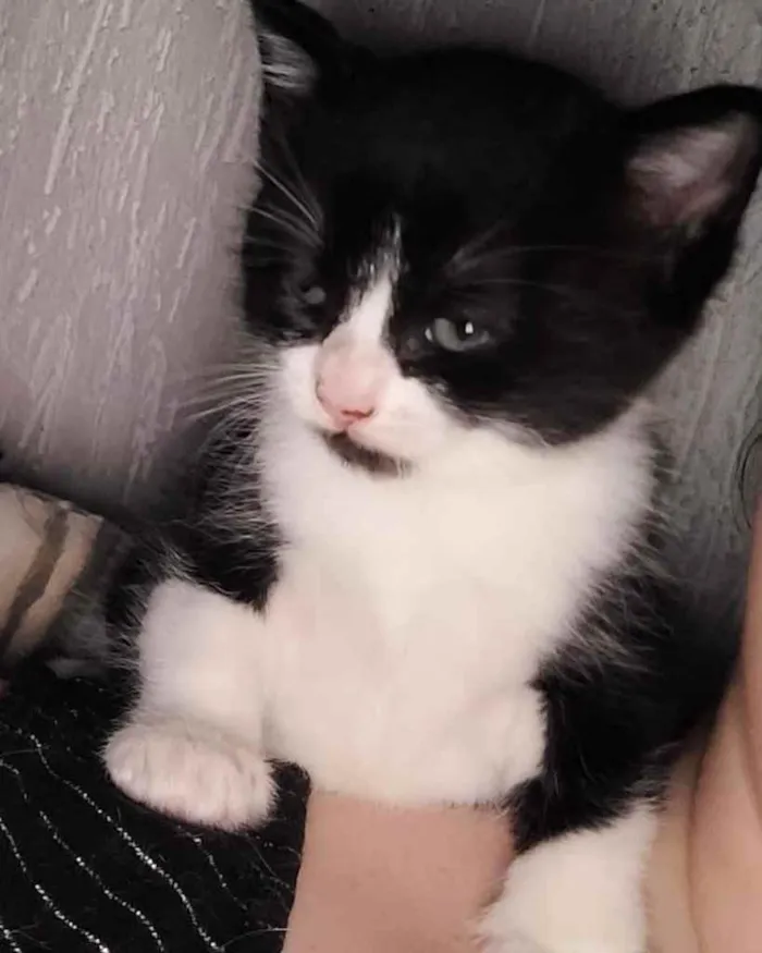 Gato ra a Srd idade Abaixo de 2 meses nome Flavinha 