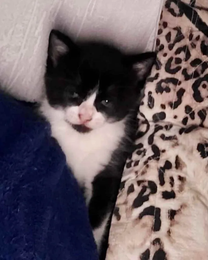 Gato ra a Srd idade Abaixo de 2 meses nome Flavinha 