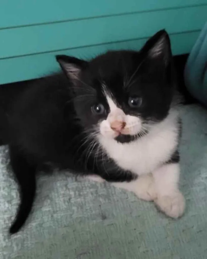 Gato ra a Srd idade Abaixo de 2 meses nome Flavinha 