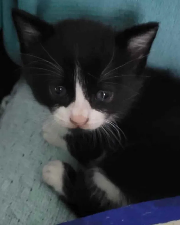 Gato ra a Srd idade Abaixo de 2 meses nome Flavinha 