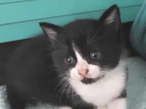 Gato raça Srd idade Abaixo de 2 meses nome Flavinha 