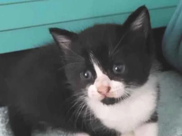 Gato ra a Srd idade Abaixo de 2 meses nome Flavinha 