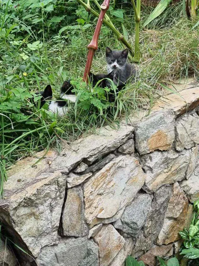 Gato ra a Srd idade 2 a 6 meses nome Ninhada da Pérola 